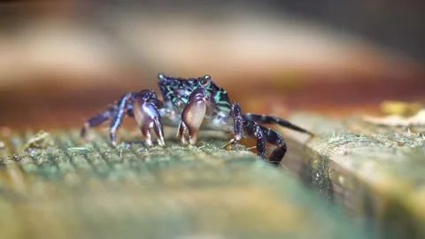 Feeding Hungry Crab, Close Up Stock Footage 145730316