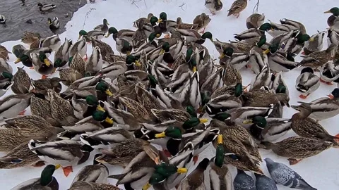 Feeding hungry wild ducks in winter in a forested area Stock Footage 166561165