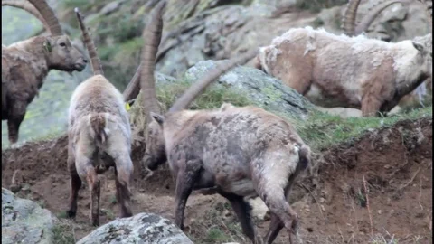 Feeding Ibex war skirmishes between Stambecchi Gran Paradiso National Park Stock Footage
