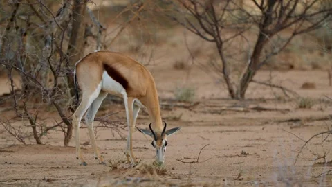 Feeding Impala Antelope, Vídeo Stock 347659052
