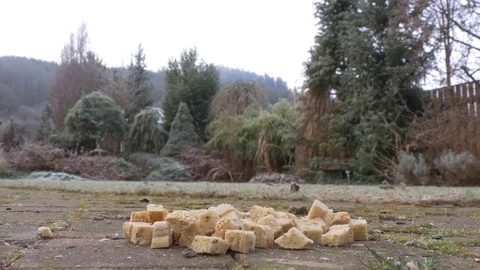 Feeding jays with bread in garden Video stock 70456433