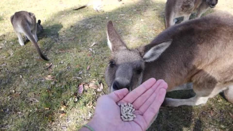 Feeding kangaroo in slow motion Stock Footage 159035719