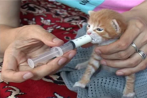 Feeding a kitten from a syringe 스톡 동영상 1068734