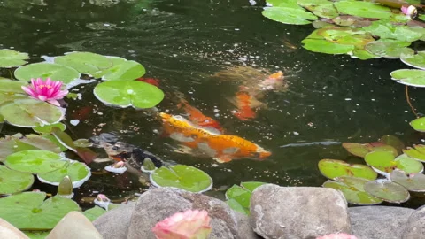 Feeding koi in artificial pond Stock Footage 278783627
