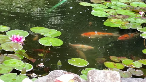 Feeding koi in artificial pond Stock Footage 278784087