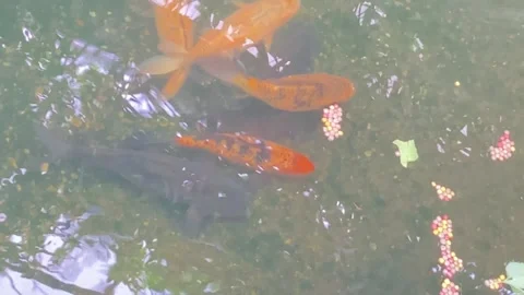Feeding Koi Carp Stock Footage 263958567