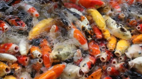 Feeding Koi Carps Stock Footage 53202014