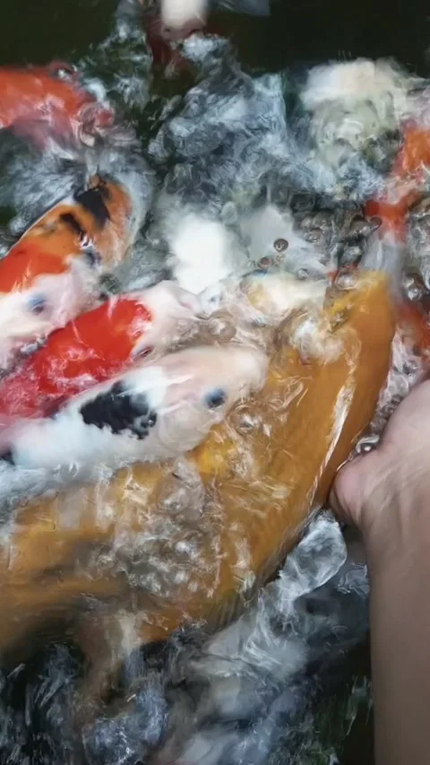 Feeding the koi fish Video stock 219673001