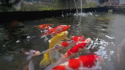 Feeding koi fish Video stock 304425111