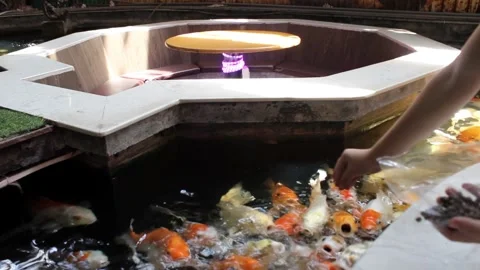 Feeding Koi Fish. Stock Footage 312071013