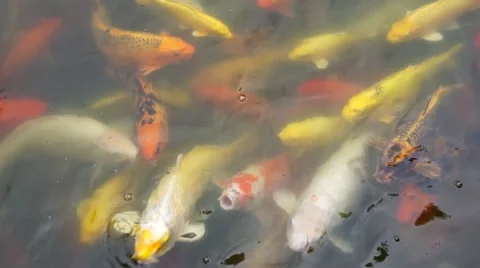 Feeding the koi fish in the pond Stock Footage 49096719