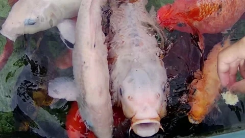 Feeding koi fish in the pond Stock Footage 167798995