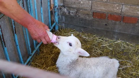 Feeding a lamb from a bottle. Stock Footage 170476187