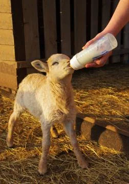 Feeding lamb from bottle Stock Photos