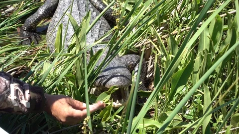 Feeding a Large Alligator Stock Footage 88016147