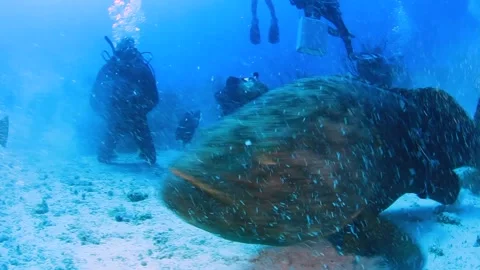 Feeding large fish at the bottom of the ocean. Grouper or rock perch. Stock Footage 246627825