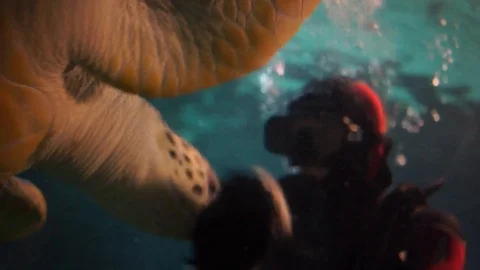 Feeding a large turtle in the aquarium of Sochi, Russia. 库存影片 128260443