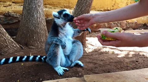 Feeding lemur Stock-Footage 61202397