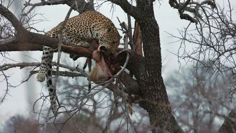 Feeding leopard in tree eviscerates abdominal organs of antelope kill Stock Footage 303945553