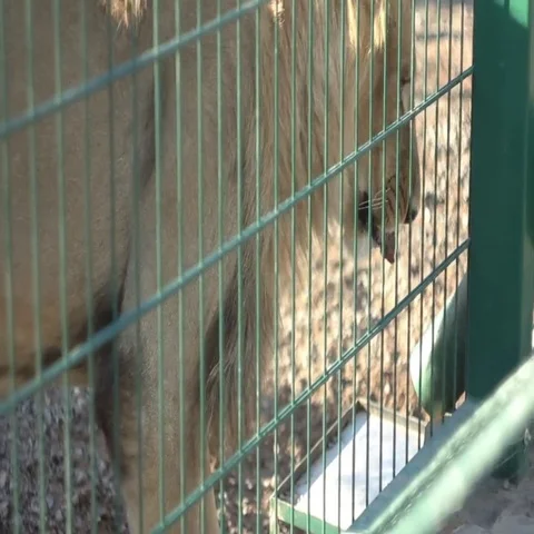Feeding the lion in the zoo Stock Footage 69535124