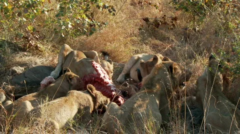 Feeding Lions 库存影片 555930