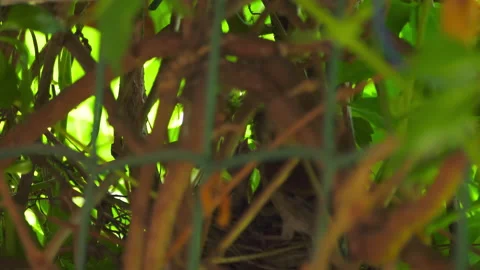 Feeding little chicks Stock Footage 157779304