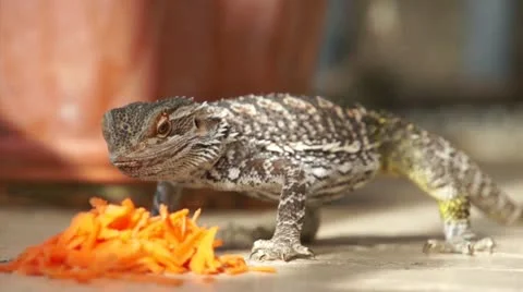 Feeding the lizard Vidéo 16308055