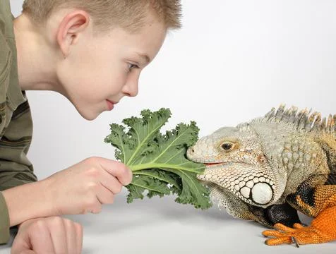 Feeding lizard Stock Photos