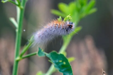 Feeding on low level flora. Stock Photos