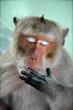 Feeding macaque monkey Stock Photos