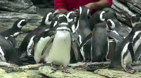 Feeding magellanic penguins Stock Footage 33032086