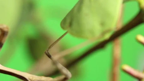 Feeding mantis, as its prey is still alive Video stock 79587566