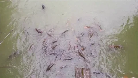 Feeding of many cheeses. Stock Footage 90756364