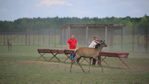 FEEDING OF MARALS 2 Stock Footage 158126452