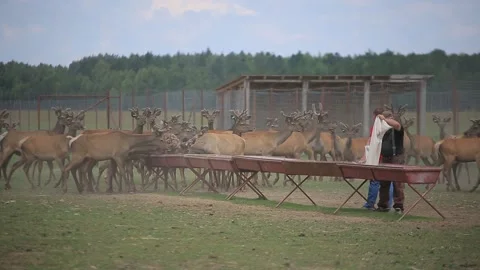 FEEDING OF MARALS 3 Stock Footage 158126426