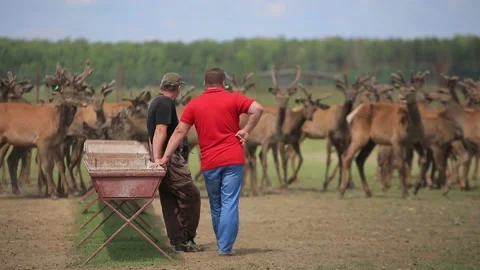 FEEDING OF MARALS 4 Stock Footage 158126432