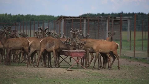 FEEDING OF MARALS 5 Stock Footage 158126444