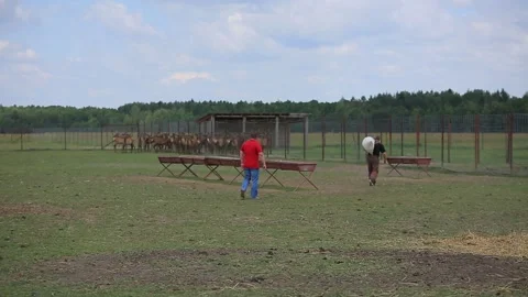 FEEDING OF MARALS Stock Footage 158126470