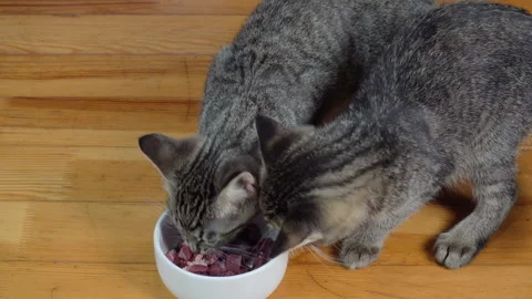 Feeding meat to two gray tabby kittens.	 Vídeos de archivo 220535068