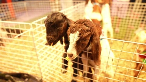 Feeding milk to goat animals  Video stock 235515154