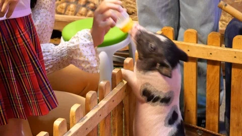 Feeding milk to pigs Stock-Footage 120748719
