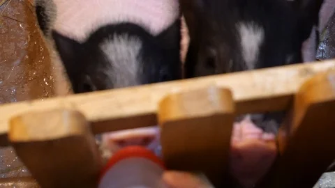 Feeding milk to pigs Stock-Footage 120748809