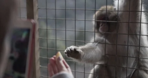 Feeding a Monkey in Arashiyama Monkey Park #1 Stock Footage 87138151