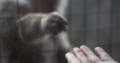 Feeding a Monkey in Arashiyama Monkey Park #2 Stock Footage 87138161