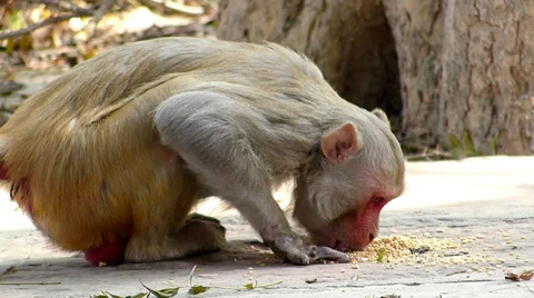 Feeding Monkey Vídeo Stock 35733390