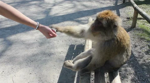 Feeding the monkey Stock Footage 49648018