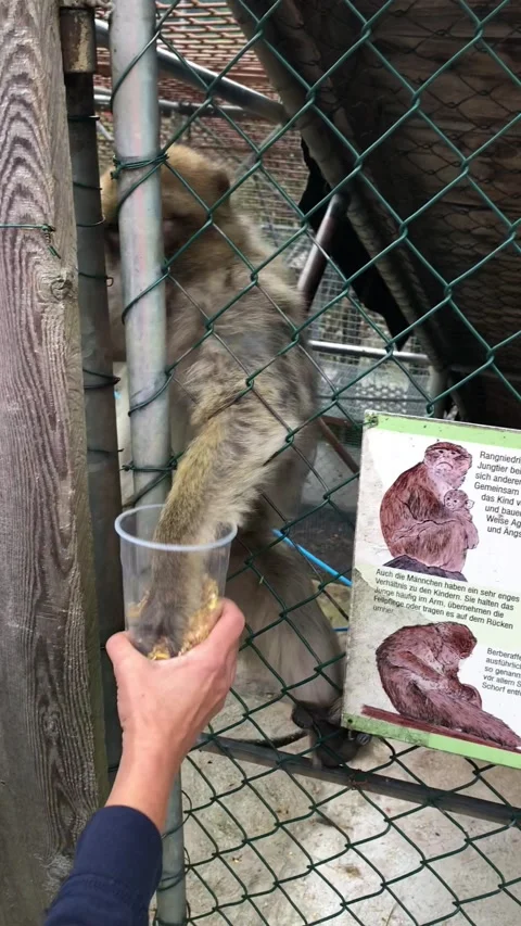 Feeding monkey Stock Footage 191954743