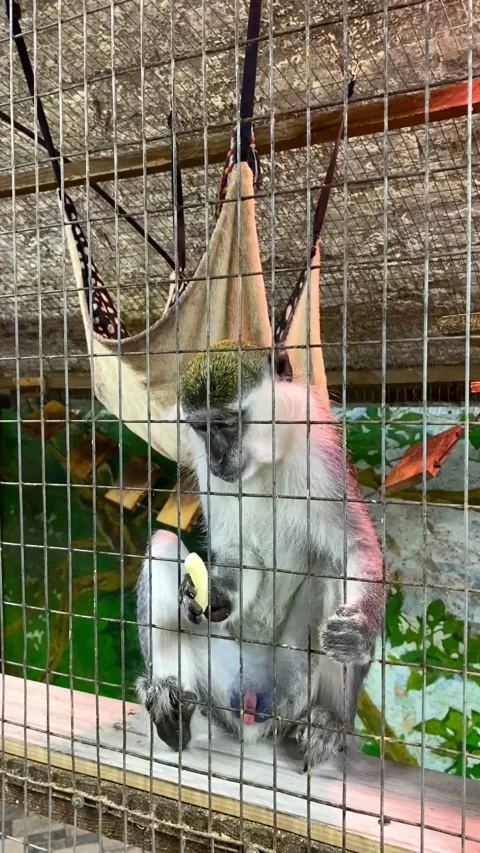 Feeding a monkey in a petting zoo through a metal grate. Video stock 342794304