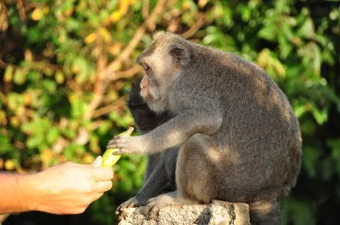 Feeding a monkey Stock Photos