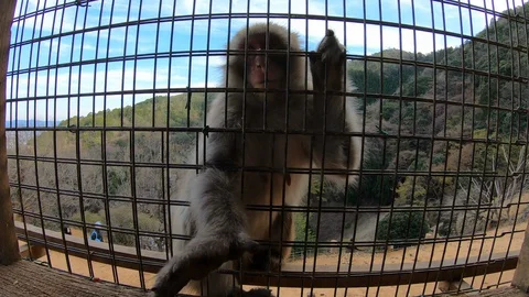 Feeding a monkey at a sanctuary. Stock Footage 128705818